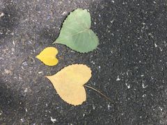 -合肥滨湖国家森林公园