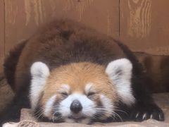-深圳野生动物园