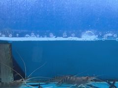 -粮心小农·大头虾亲子生态园(长发店)