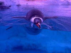 -暹罗海洋世界