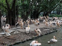 -广州长隆飞鸟乐园