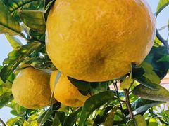 -梅州天地人花园酒店(梅县人民广场店)