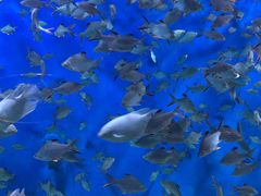 -成都浩海立方海洋公园