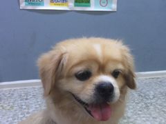 -严国平动物医院(德政总院)