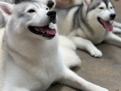 -TrueLove @ Neverland (Husky Cafe)