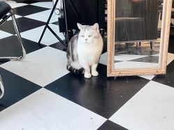 -众刺纹画·纹身·穿孔饰品·海娜定制