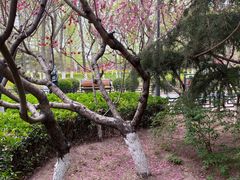 -大兴滨河森林公园