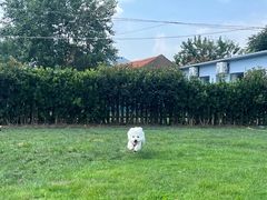 -趣玩宠物乐园寄养训犬训狗游泳池
