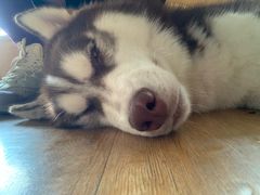 -Husky Go! 哈士奇体验馆·宠物咖啡厅狗咖