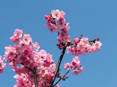 -顾村公园