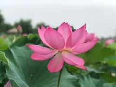 -白洋淀景区