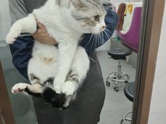 -瑞鹏宠物医院·超声·骨科·奇麟分院(蜀都万达店)