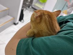 -艾吉宠物医院·疑难杂症转诊中心·猫友好(碧江路院)