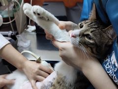 -安安宠医宠物医院·异宠·犬猫内科(岳阳分院)