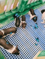 -萌宠亲子动物乐园(槐房万达店)