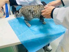 -皮特动物医院(24小时店)