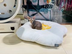 -momokira米努特·德文卷毛猫·棉花面纱犬