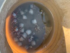 -红树林天天赶海