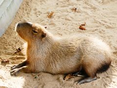 -西霞口神雕山野生动物世界
