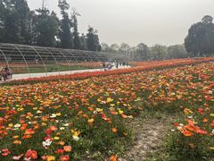 -秀丽东方