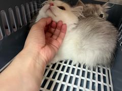 -福懋动物医院·犬猫全科·外科·重症科(杏林分院)