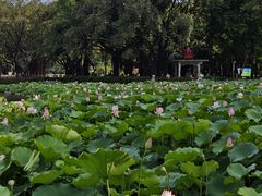 -荔湾湖公园