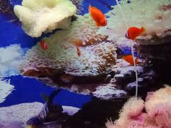 -海南热带野生动植物园