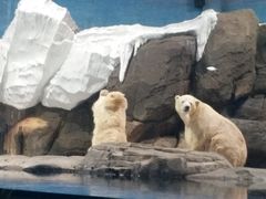 -海合安武汉极地海洋公园