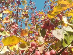 -大兴滨河森林公园