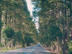 -黄海国家森林公园