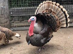 -费瑟代尔野生动物园