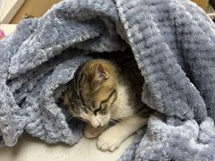 -安安宠医宠物医院·异宠·犬猫内科(岳阳分院)