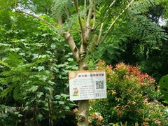 -南宁良凤江国家森林公园