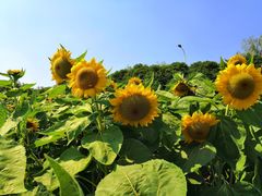 -艾溪湖湿地公园