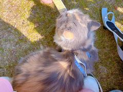 -老吴的猫·猫舍(新区店)