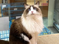 -米乐乖乖猫咪咖啡馆·猫咖(深圳湾后海汇店)