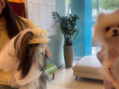 -瑞派申生动物医院·24H夜诊·国际动物医疗中心·骨外科(吴中路店)