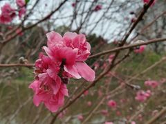 -南国桃园旅游度假区