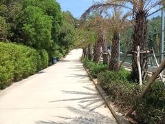 -广东惠东海龟国家级自然保护区