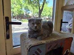 -猫小院猫主题餐厅(南锣旗舰店)