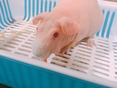 -藦茜花园宠物主题亲子互动体验馆(国顺东路店)