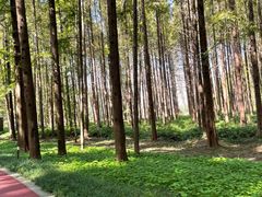 -黄海国家森林公园