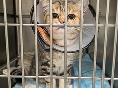 -艾吉宠物医院·疑难杂症转诊中心·猫友好(碧江路院)