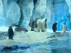 -帝企鹅自助餐厅•儿童岛•真企鹅(长隆企鹅酒店)