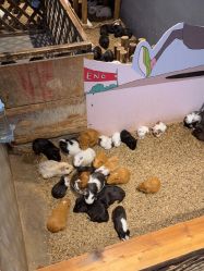 -酷嗒动物文化乐园(cutezoo西溪乐天城店)