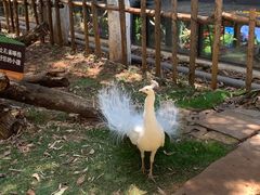 -昆明动物园