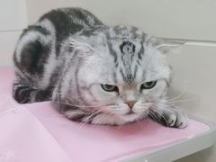 -北京观赏动物医院·24小时大型综合·猫专科·异宠专科