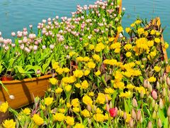 -上海鲜花港