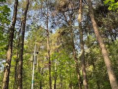 -铁山坪森林公园