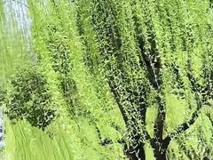 -柳浪闻莺公园